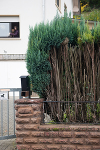 Thuja, Tree of Life 4