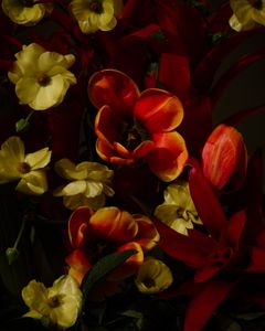 Hues of Red