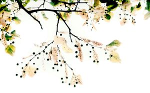Trees 14