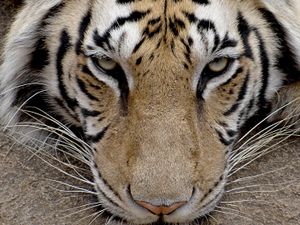 Tiger coming in at a low angle