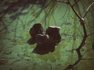 Into the marsh - 21