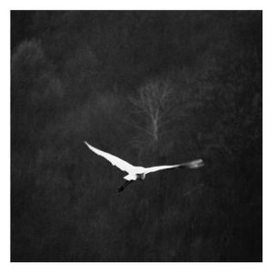 White Heron