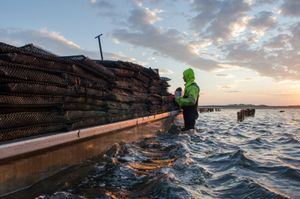 The oyster barge takes advantage of the tide following it out to the lowest part of the beds. The boat is guided between submerged trestles with oyster bags unloaded along the way