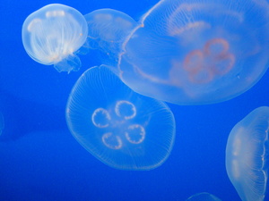 Sea veil
