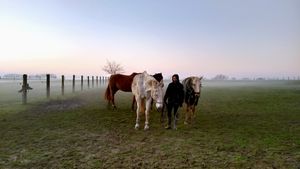 Horses in the mist.