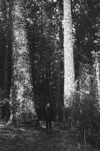 Down the trees