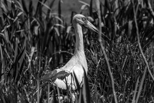 Fauna de Buenos Aires