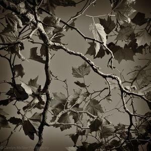 © Carolyn Meltzer