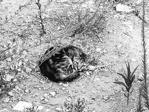 Athens Cats_6