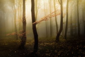 Golden light