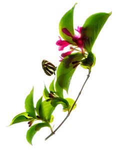 Weigelas