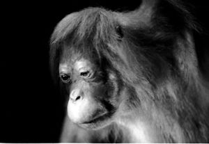 Orangutan