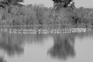 Hey Who Brought The Duck