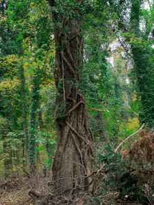 Brandenburg Forests 02