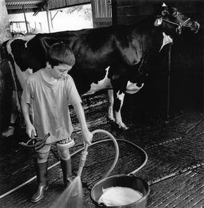 Robin Prepares his Cow for Competition. La Bastide Clairence.