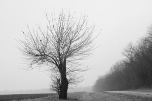 Prairie Loner