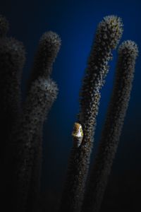 Flamingo Tongue