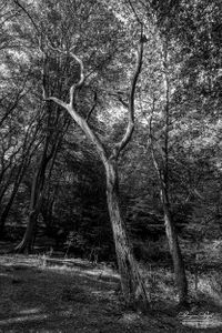 Epping Forest | 09