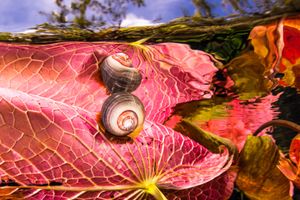 Water plants and snail at Dos Ojos