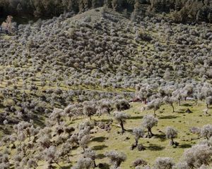Olive Plantation