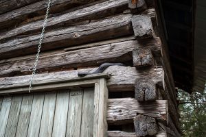 snake