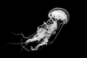 Jellyfish