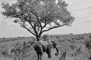 Elephant