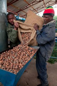 Organic tea tree farmer in Kenya processing produce