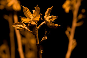 Illuminated