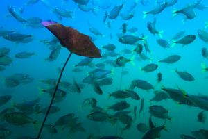Plant and fish at cenote Car Wash