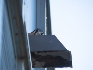 And then there were Kestrels...