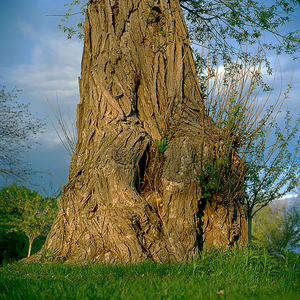 Tree #14 from Willow Series