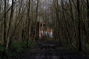 If you go down to the woods today