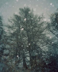 Forêt enneigée