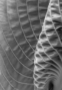 Hosta