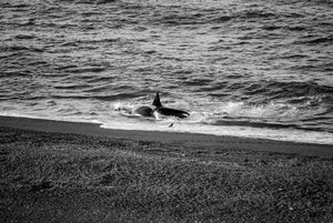 Orcas