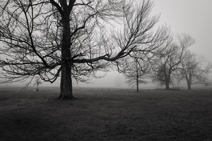 Trees in Fog, New Canaan, CT, 12 12 20
