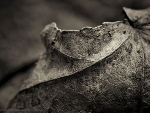 © Carolyn Meltzer