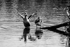 Fauna de Buenos Aires