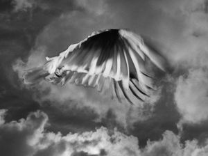 Cockatoo from The Black Rose, 2014 © Trent Parke, Stills Gallery
