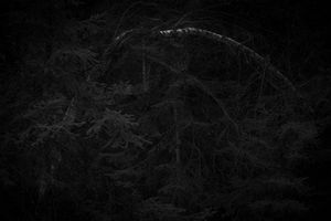 Untitled 5