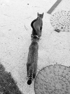 Stray Cats_7