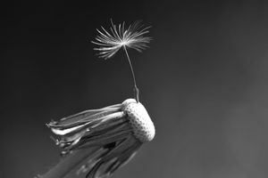 NATURE - from the archive