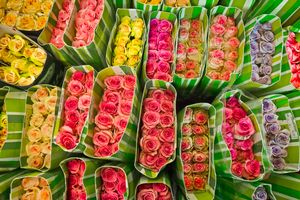 Roses