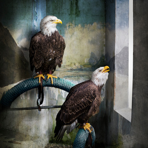 Eagles Caged