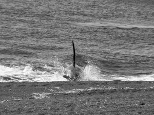 Orcas