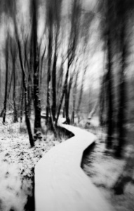 forest path