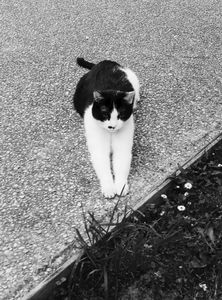 Stray Cats_26
