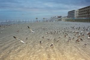 Gulls at Dusk