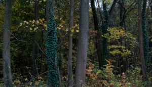 Brandenburg Forests 09